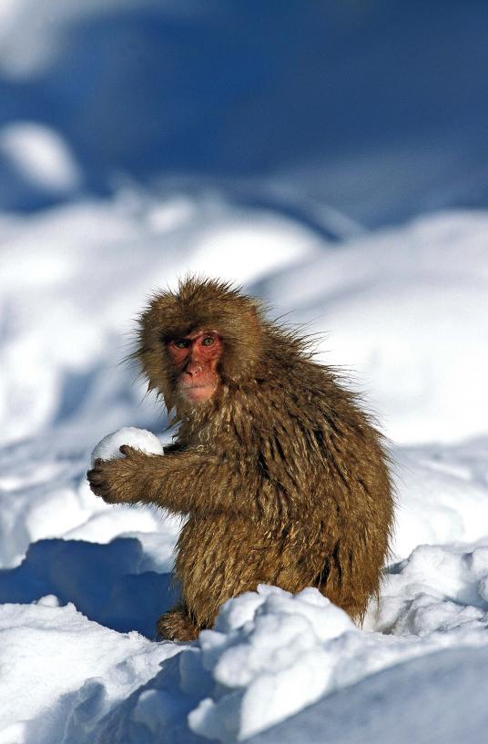 意外に雪が好きな動物たち ナショナルジオグラフィック日本版サイト