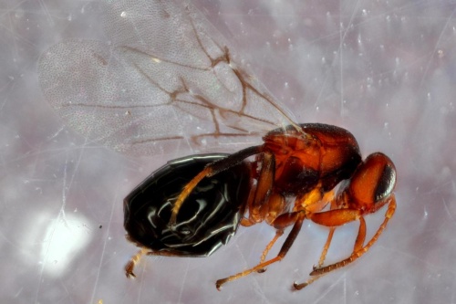 新種の寄生バチを発見、宿主を操り頭を食い破るナショナルジオグラフィック日本版サイト