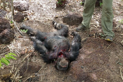 動画 衝撃 チンパンジーが元ボスを殺し共食い ナショナルジオグラフィック日本版サイト 動画 衝撃 チンパンジーが元ボスを殺し共食い ナショナルジオグラフィック日本版サイト