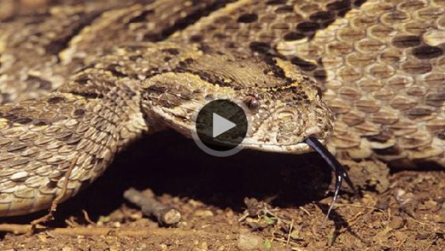 動画 舌で獲物を誘う毒ヘビ 初めて見つかる ナショナルジオグラフィック日本版サイト