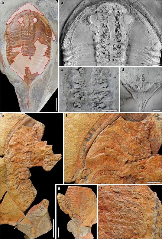 発見：三葉虫の極上化石、内臓も脚も | ナショナル ジオグラフィック