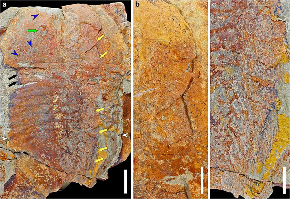 発見 三葉虫の極上化石 内臓も脚も ナショナルジオグラフィック日本版サイト