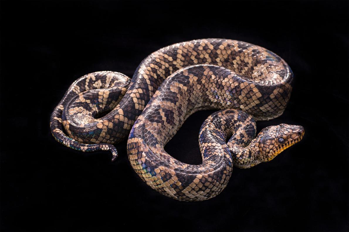 幻のヘビを64年ぶりに発見 世界一希少なボア ナショナルジオグラフィック日本版サイト