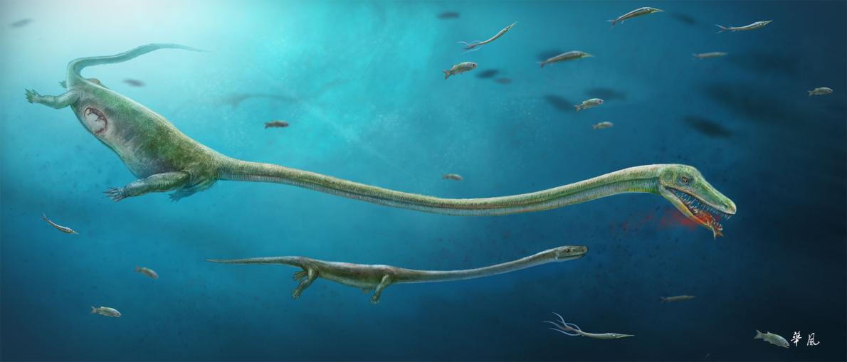 古代爬虫類のお腹に子ども 海への進出に関係か ナショナルジオグラフィック日本版サイト