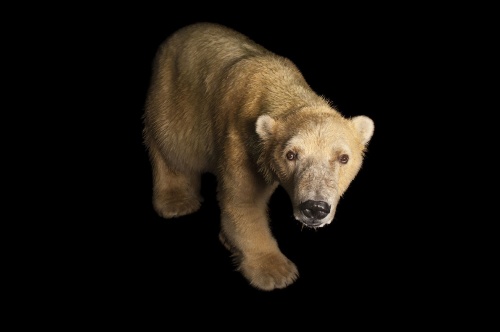 シマウマとトラ 地肌がシマシマなのはどっち ナショナルジオグラフィック日本版サイト シマウマとトラ 地肌がシマシマなのはどっち ナショナルジオグラフィック日本版サイト