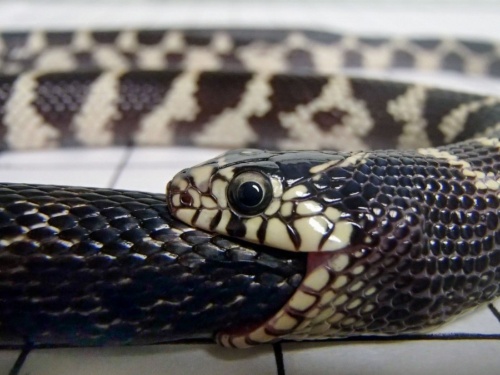 ヘビを締め殺すヘビ 驚異の 締め付け力 を測定 ナショナルジオグラフィック日本版サイト