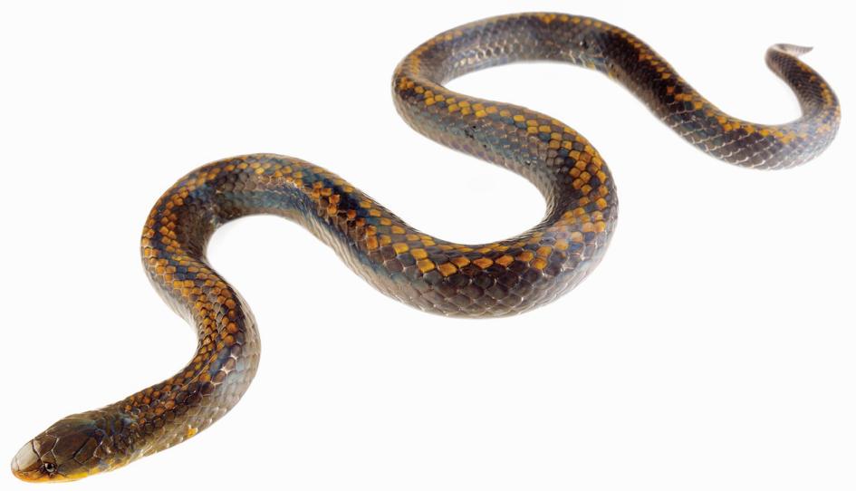 ブルキナファソ　半鳥半蛇 南米で新種ヘビ3種を発見、1種は「冥界の番犬」 | ナショナル ジオ