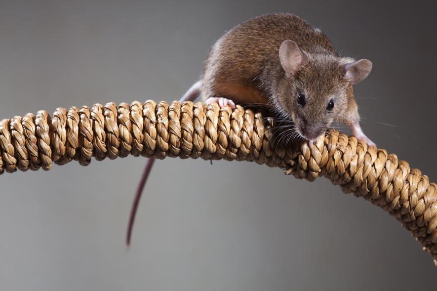 ネズミと人間の付き合い 実は農耕以前からと判明 ナショナルジオグラフィック日本版サイト