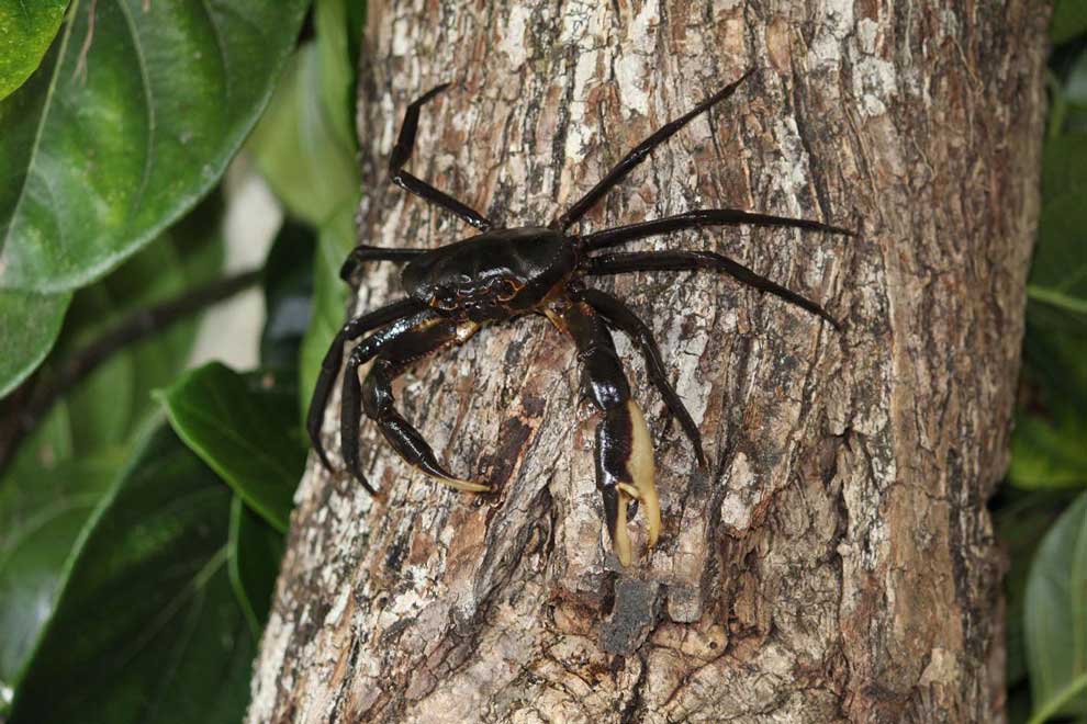 まるでクモ 一生を木で暮らすカニの新種を発見 ナショナルジオグラフィック日本版サイト