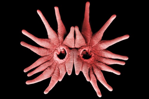 動画 鼻で驚きの12連打 奇妙なホシバナモグラ ナショナルジオグラフィック日本版サイト