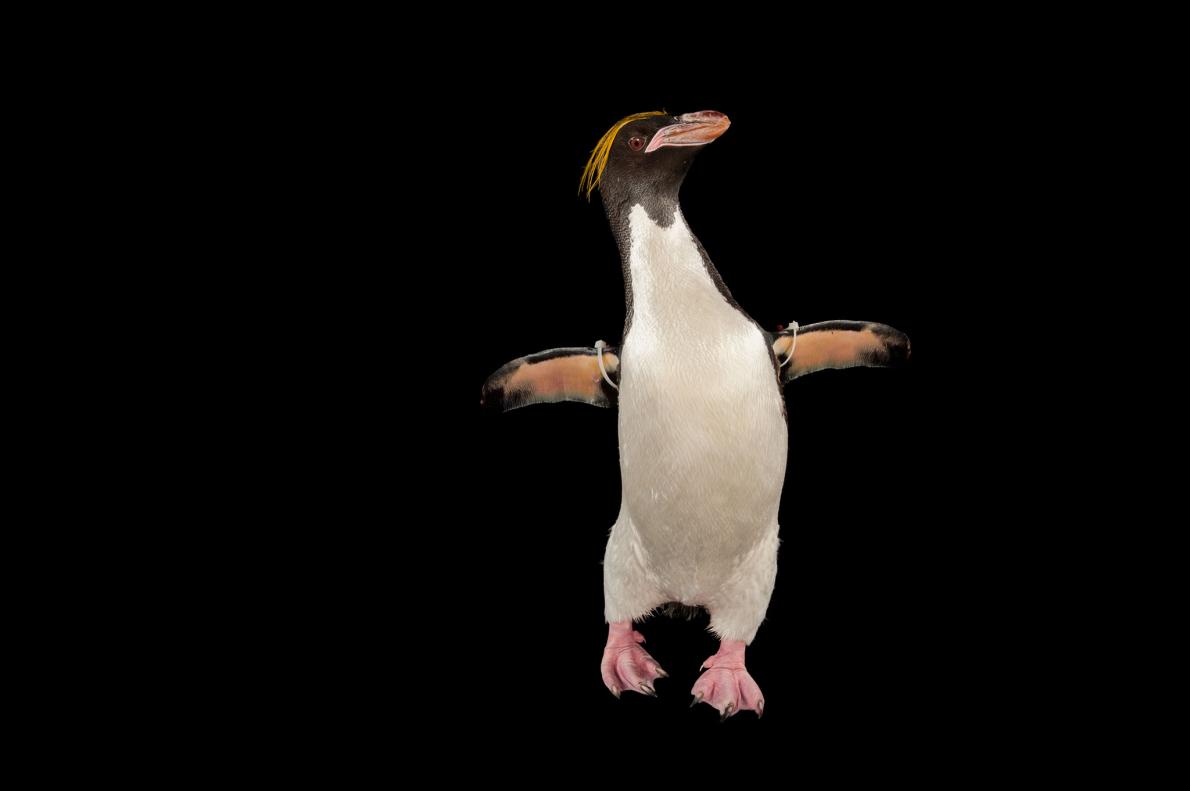 祝 世界ペンギンの日 かわいい写真12枚 ナショナルジオグラフィック日本版サイト