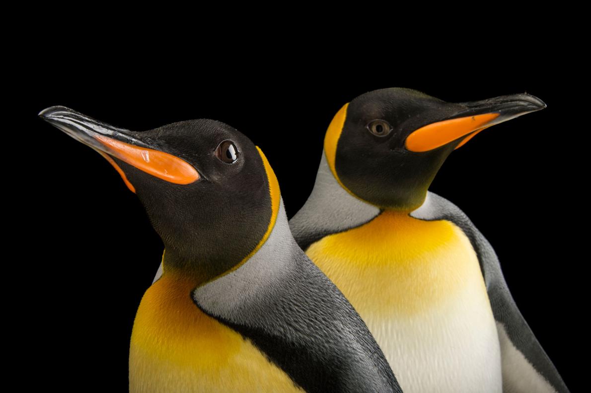 祝 世界ペンギンの日 かわいい写真12枚 ナショナルジオグラフィック日本版サイト