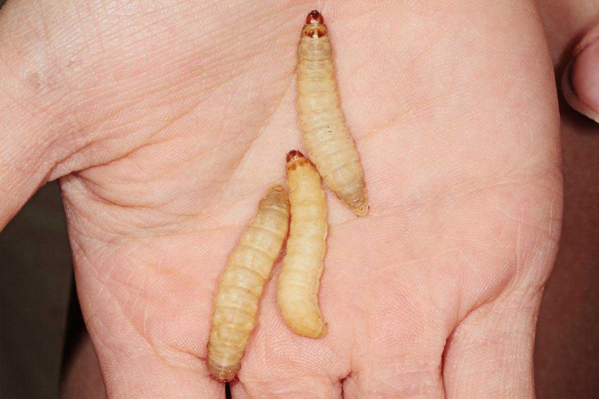 プラスチック食べる虫を発見 ごみ処理には疑問 ナショナルジオグラフィック日本版サイト