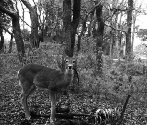 ヒトの死体の骨を食べるシカ はじめて観察 ナショナルジオグラフィック日本版サイト