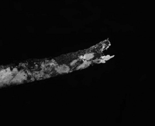 ヒトの死体の骨を食べるシカ はじめて観察 ナショナルジオグラフィック日本版サイト ヒトの死体の骨を食べるシカ はじめて観察 ナショナルジオグラフィック日本版サイト
