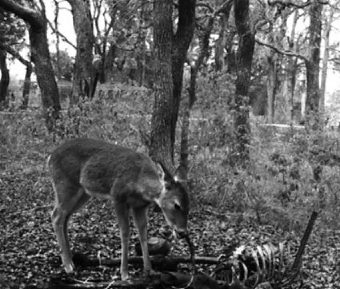 ヒトの死体の骨を食べるシカ はじめて観察 ナショナルジオグラフィック日本版サイト