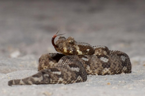 絶滅したと思われていた毒ヘビ 10年ぶりに再発見 ナショナルジオグラフィック日本版サイト