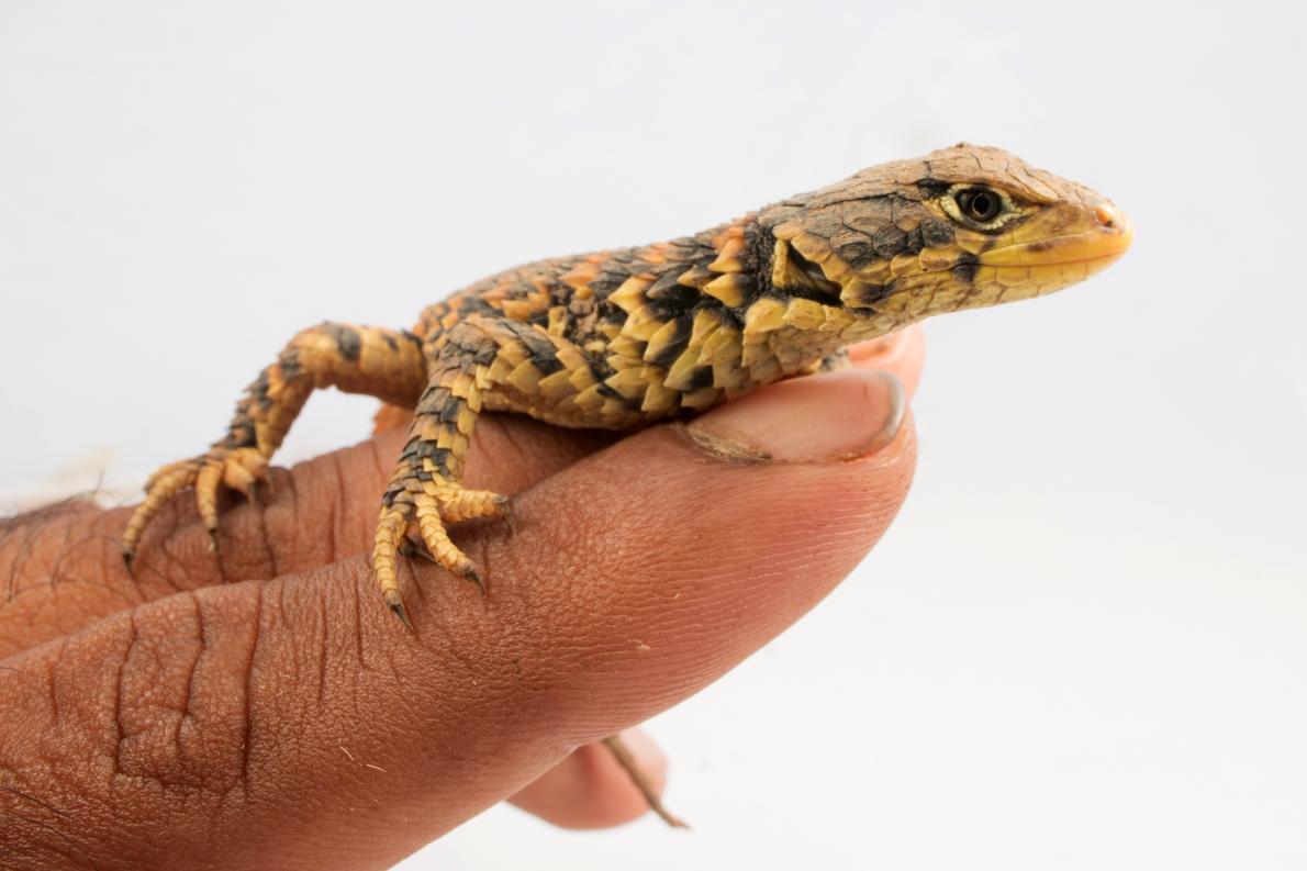 2018クック諸島$ 5シェードオブネイチャーサンゲイザートカゲ-