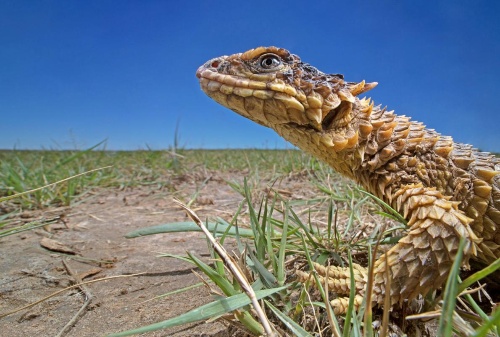 オオヨロイトカゲ、10年後には絶滅も、密猟で激減ナショナルジオグラフィック日本版サイト