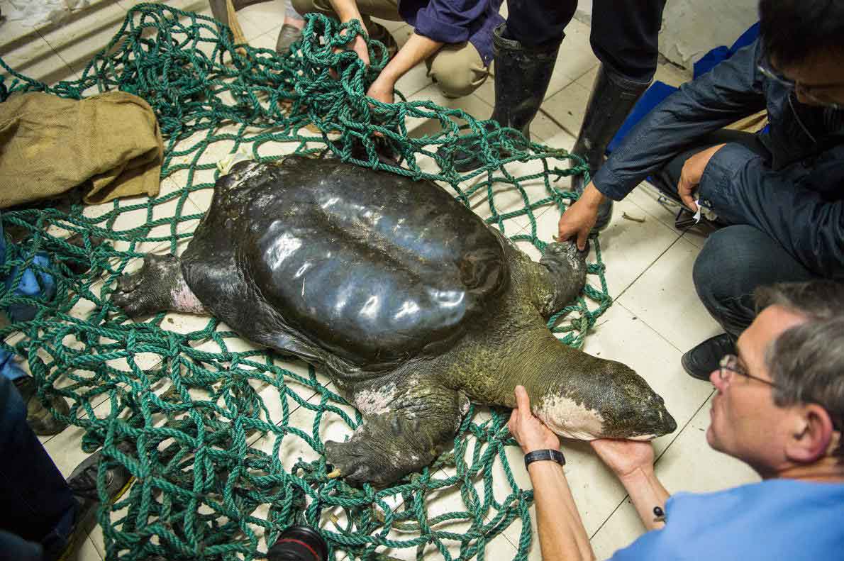 絶滅寸前のスッポン 繁殖可能なオスはどこに ナショナルジオグラフィック日本版サイト
