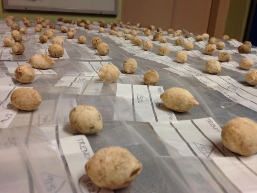 威力は 44マグナム並み 古代ローマ軍の鉛弾 ナショナルジオグラフィック日本版サイト