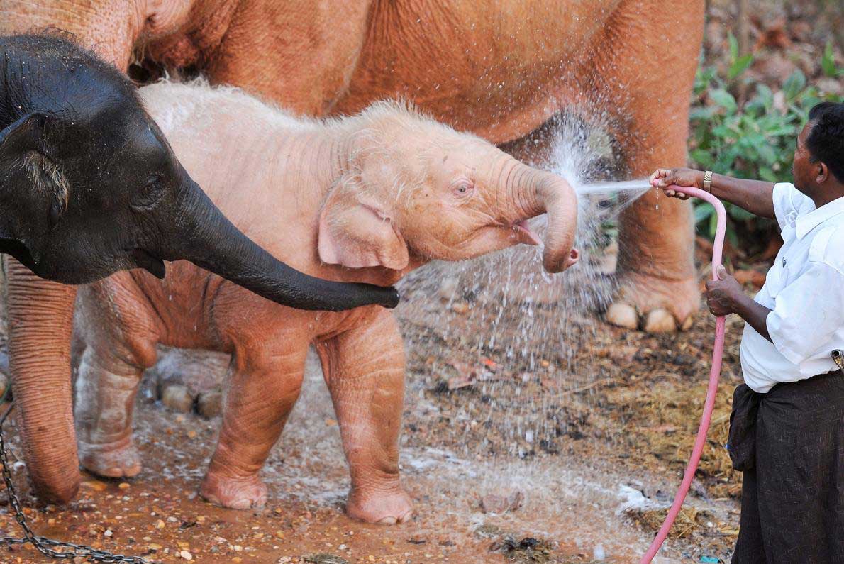 動画 極めて珍しい白いオランウータンを保護 ナショナル ジオグラフィック日本版サイト