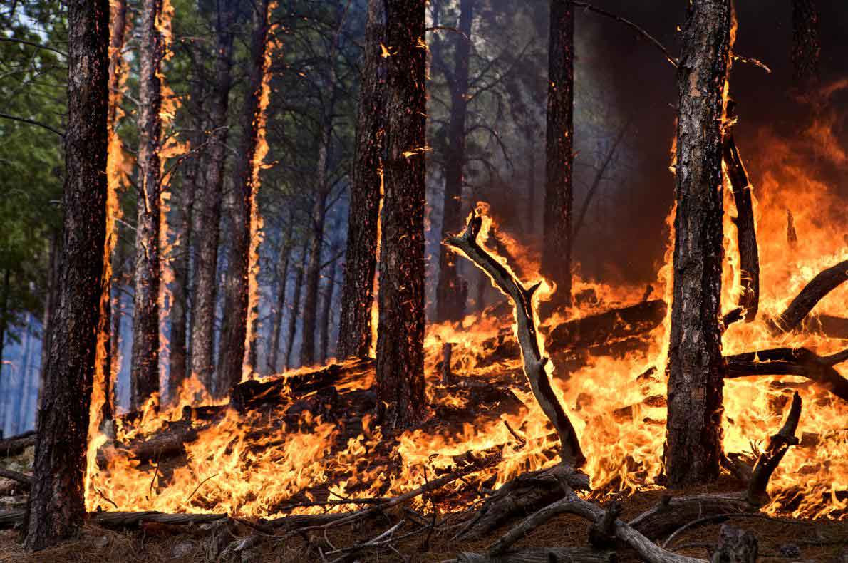 北米の針葉樹林で雷による山火事が増加 より北へ ナショナルジオグラフィック日本版サイト