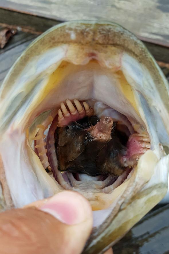 釣り上げた魚の口の中にモグラが なぜ ナショナルジオグラフィック日本版サイト