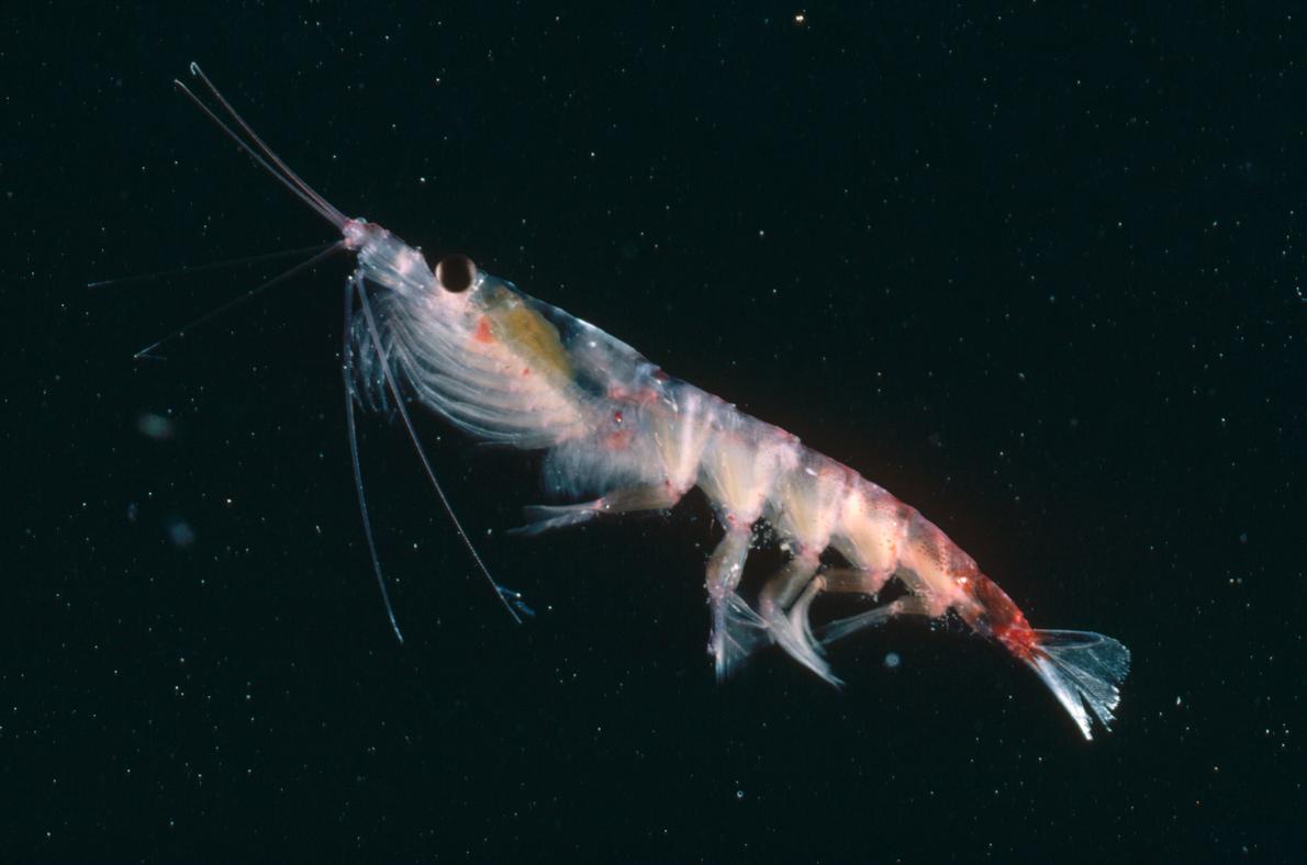 海底油田探査で動物プランクトンが大量死の恐れ ナショナルジオグラフィック日本版サイト
