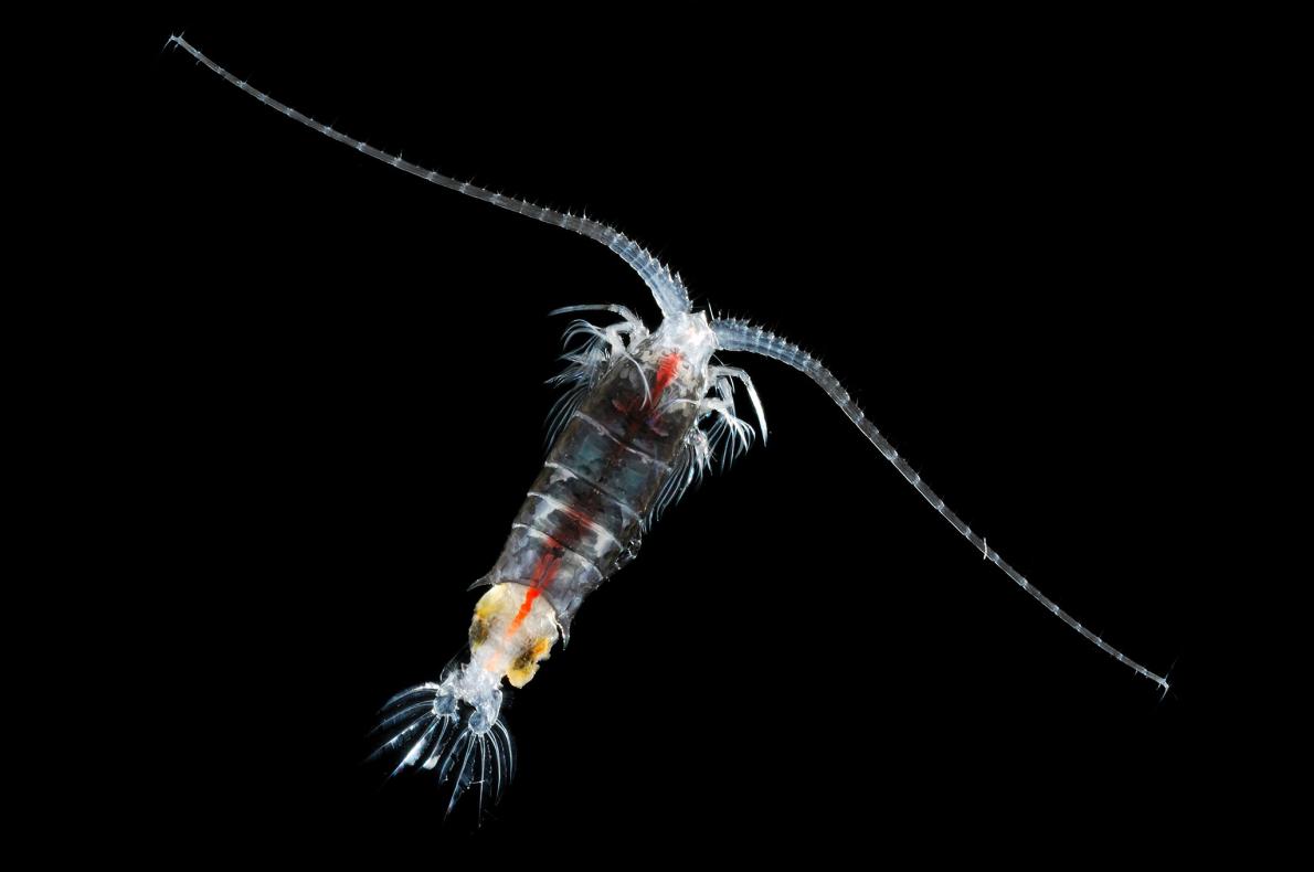 海底油田探査で動物プランクトンが大量死の恐れ ナショナルジオグラフィック日本版サイト