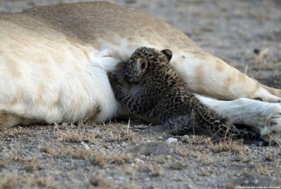 ヒョウの子を育てるライオン 殺さないのは異例 ナショナルジオグラフィック日本版サイト