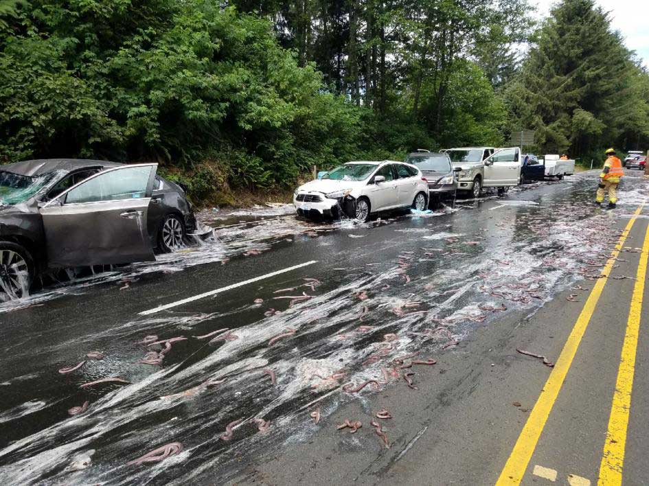 動画 ヌタウナギが散乱 車や道が粘液まみれに ナショナルジオグラフィック日本版サイト