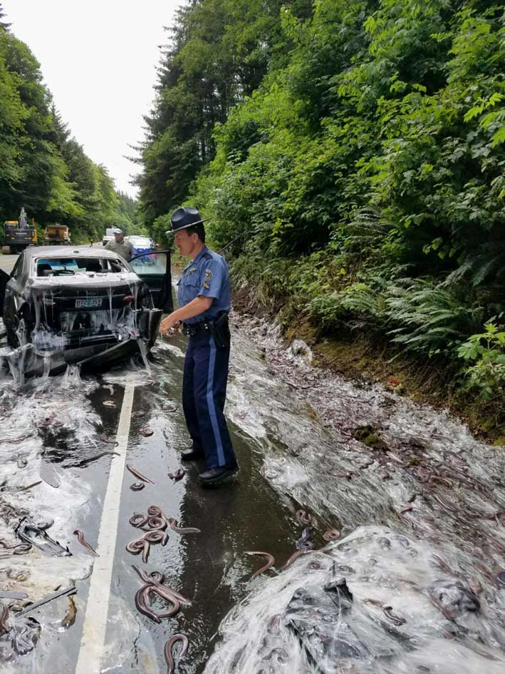 動画 ヌタウナギが散乱 車や道が粘液まみれに ナショナルジオグラフィック日本版サイト