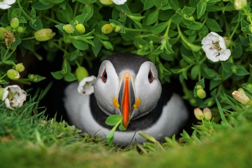 動画 かわいい 癒やしの鳥パフィンが足元に ナショナルジオグラフィック日本版サイト
