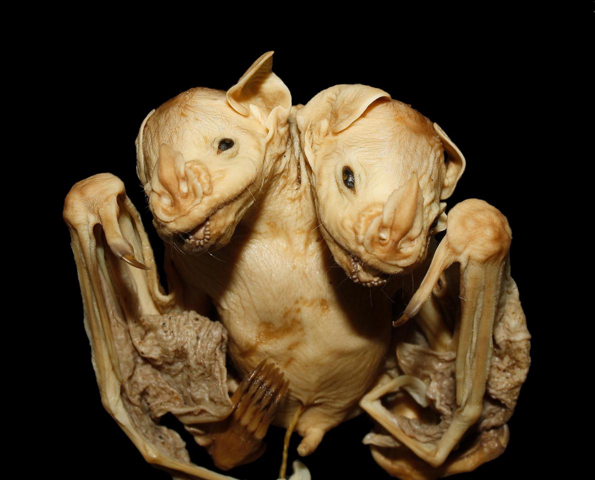 コウモリの結合双生児 ブラジルの森で発見 ナショナルジオグラフィック日本版サイト