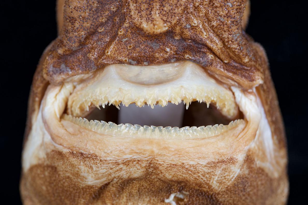 新種の光る深海ザメを発見、17年かけ判明 | ナショナル ジオ