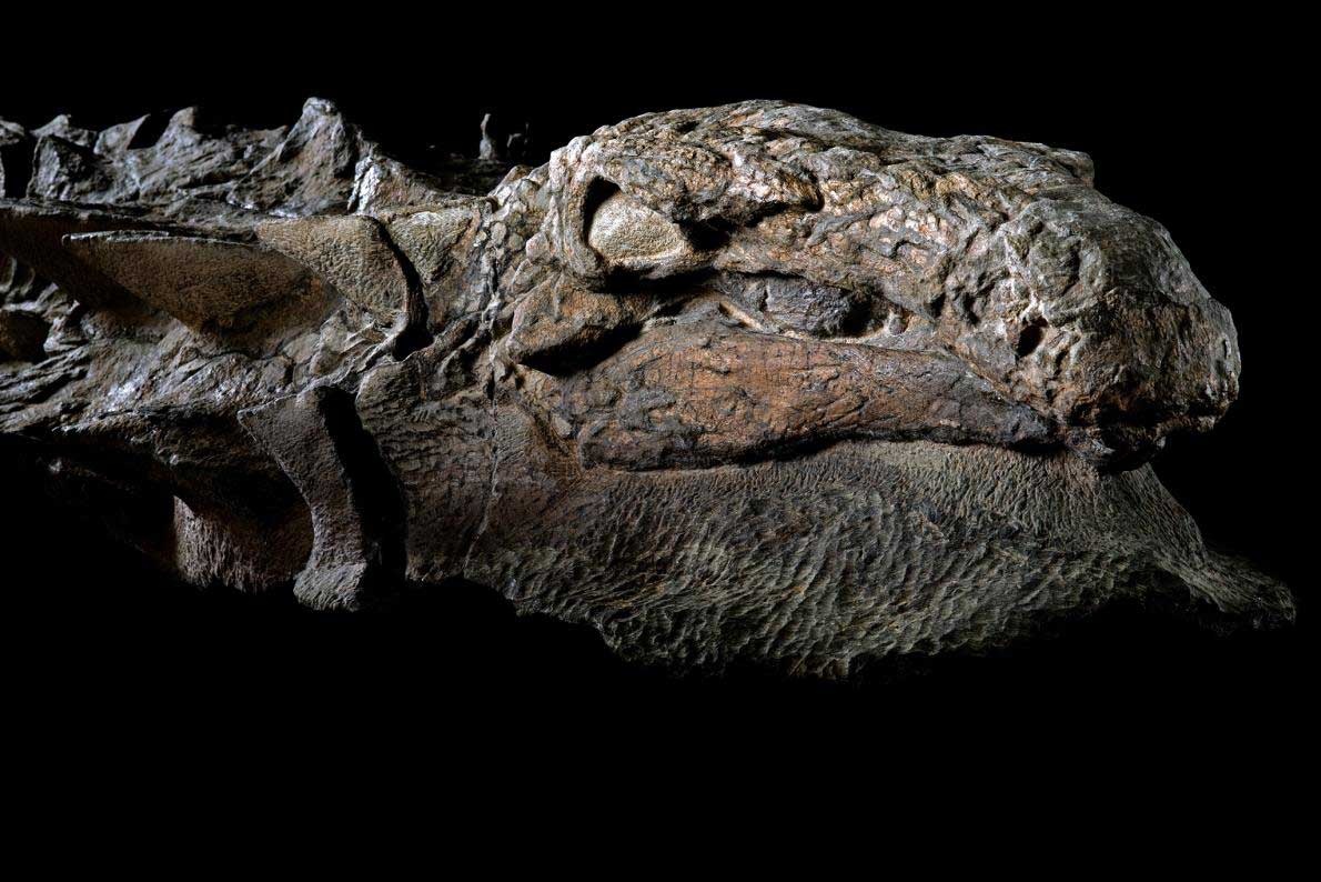 奇跡の恐竜」は新種と報告、色で防御か | ナショナル ジオグラフィック