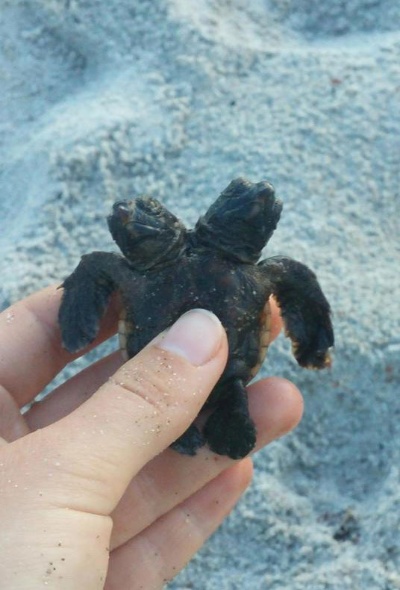 動画 頭が2つあるカメが見つかる 元気に海へ ナショナルジオグラフィック日本版サイト 動画 頭が2つあるカメが見つかる 元気に海へ ナショナルジオグラフィック日本版サイト