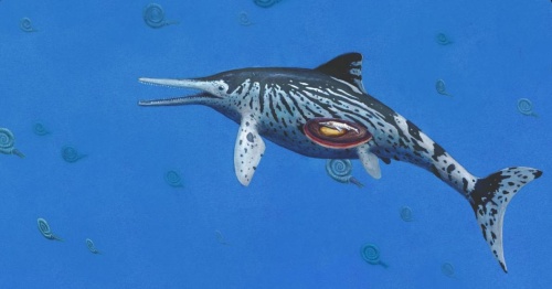 大きな魚竜と新種の首長竜、博物館で見つかるナショナルジオグラフィック日本版サイト