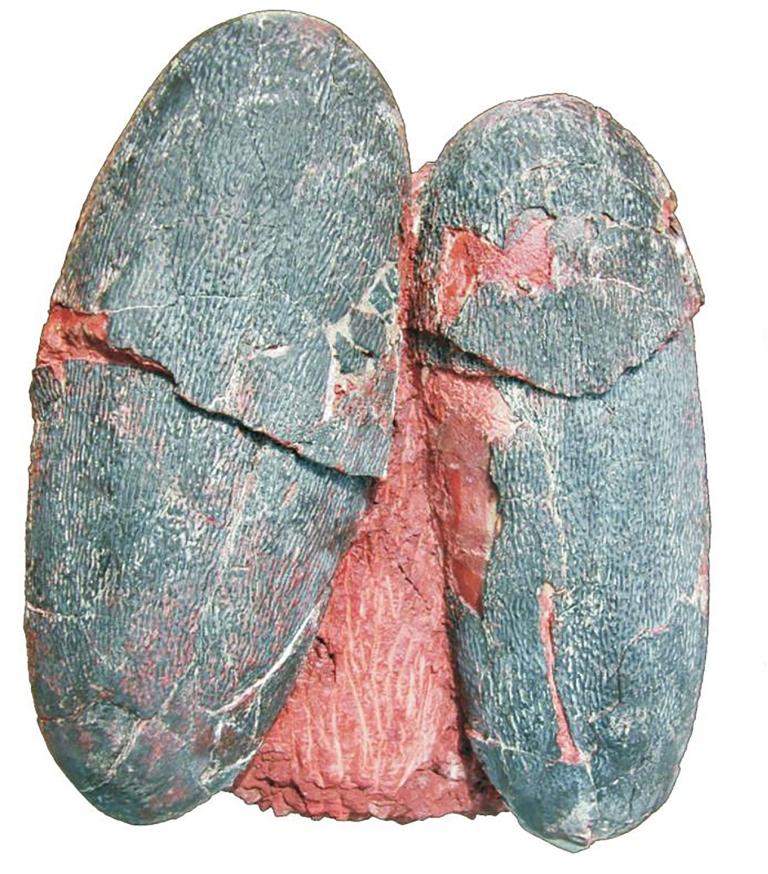 恐竜の「色付き」卵を発見、通説くつがえす | ナショナル ジオ