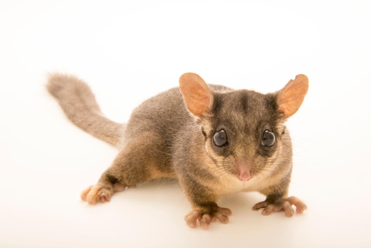絶滅から動物を守る！ 7000種目が「箱舟」に | ナショナル ジオ