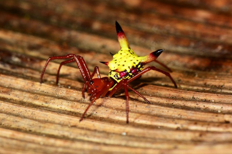 クモのお尻がピカチュウ 獲物をゲットするため ナショナルジオグラフィック日本版サイト