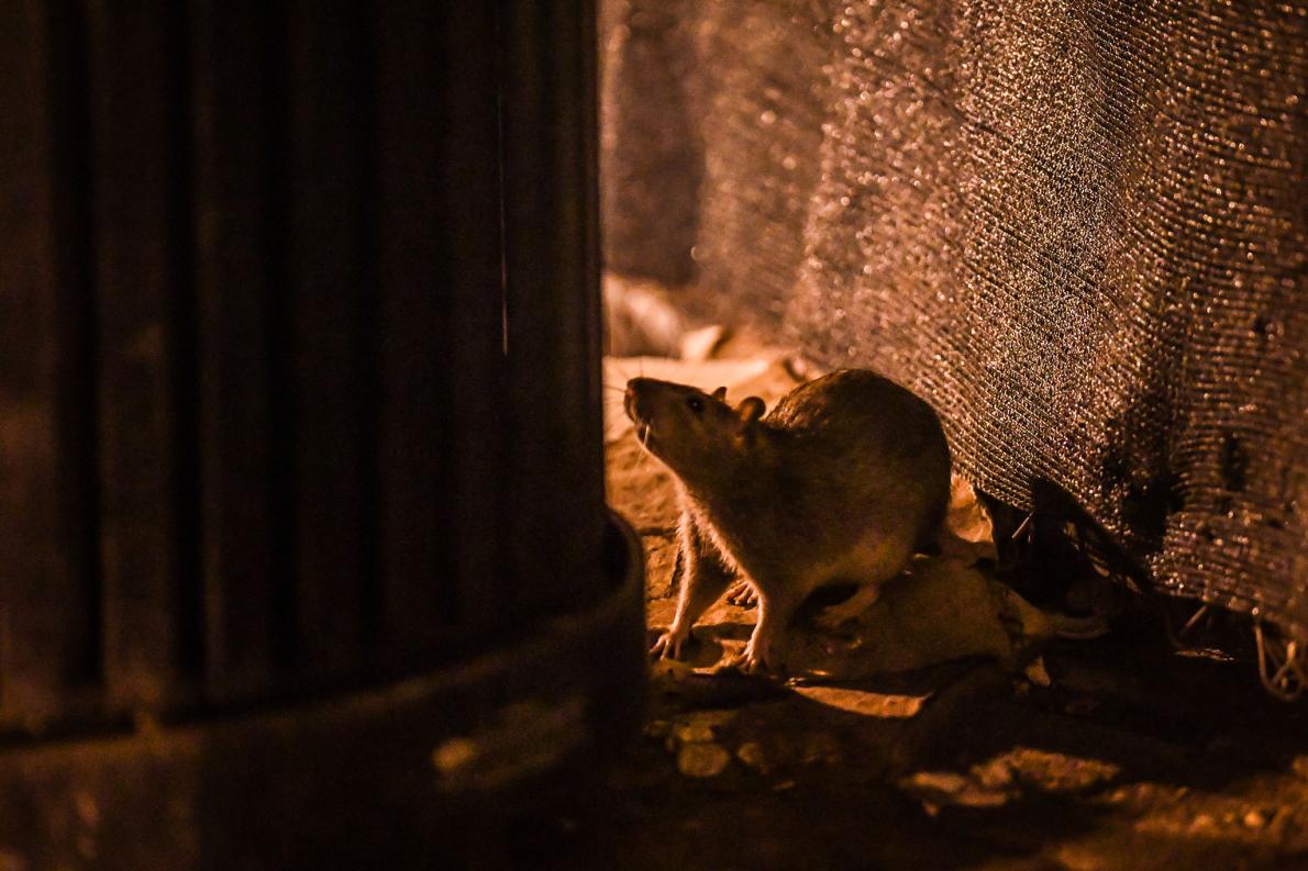 ネズミ退治にホームレスのネコを起用 米国 ナショナルジオグラフィック日本版サイト
