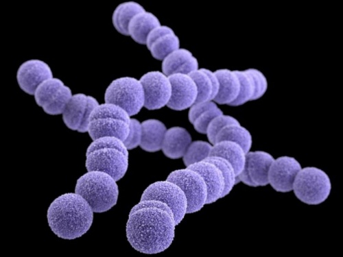 人食いバクテリア とは何か 対処法は ナショナルジオグラフィック日本版サイト