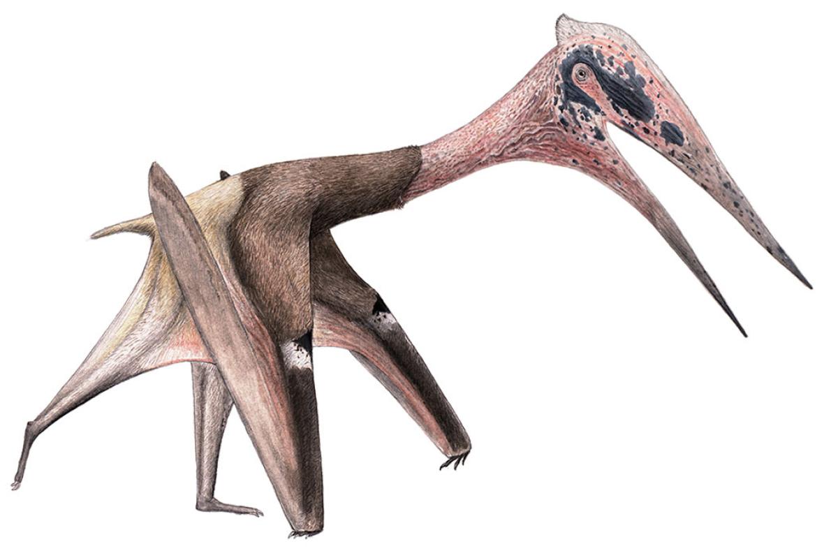 翼竜 コロボリンクスの歯 [PT19] 化石