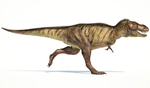 実は凶器 ティラノサウルスの短すぎる腕に新説 ナショナルジオグラフィック日本版サイト
