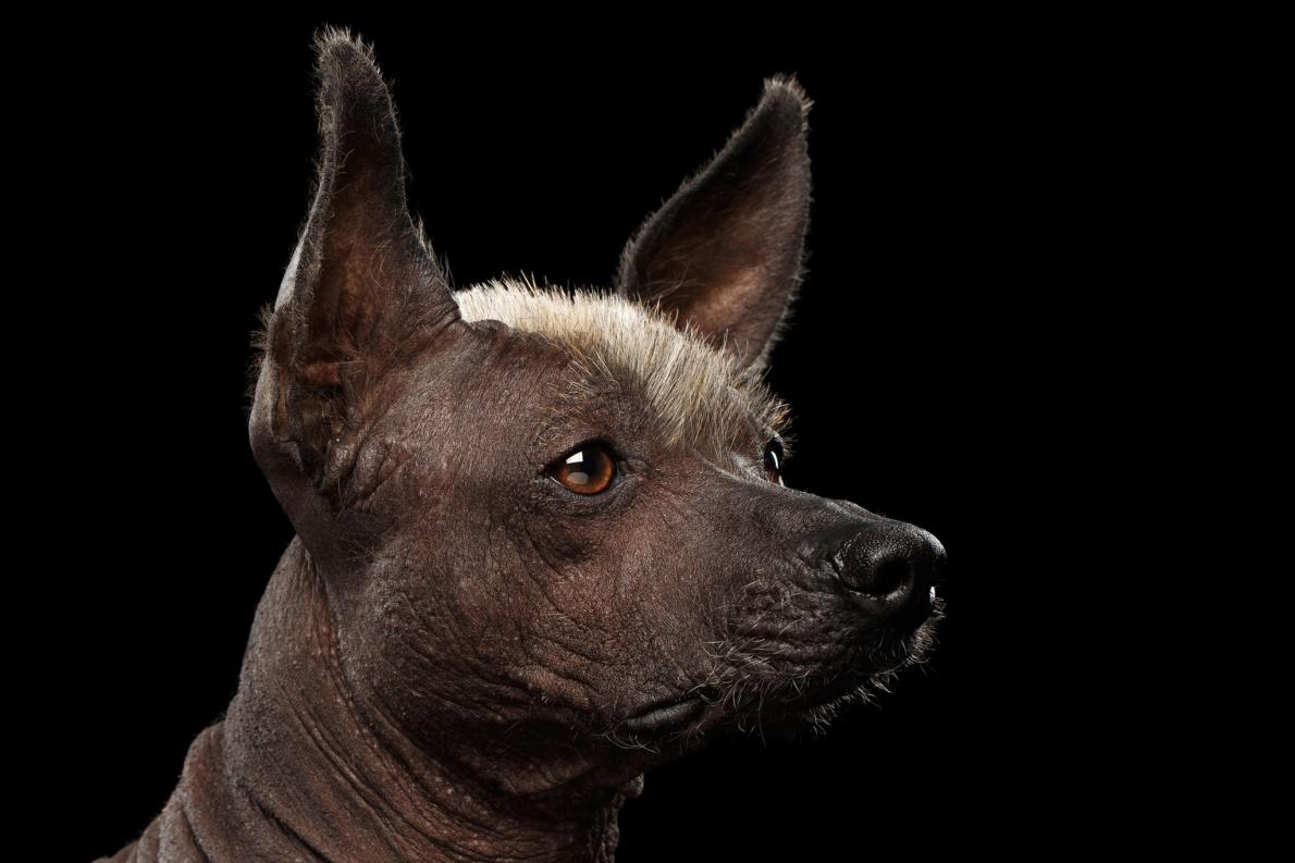 絶滅寸前から復活、3500年続く古代犬種“ショロ” | ナショナル