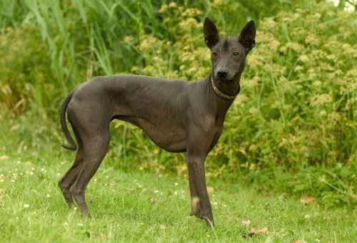 絶滅寸前から復活 3500年続く古代犬種 ショロ ナショナルジオグラフィック日本版サイト 絶滅寸前から復活 3500年続く古代犬種 ショロ ナショナルジオグラフィック日本版サイト