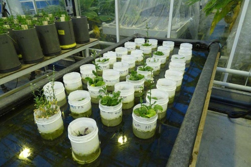 火星の土 でミミズの繁殖に成功 Nasaの模擬土 ナショナルジオグラフィック日本版サイト