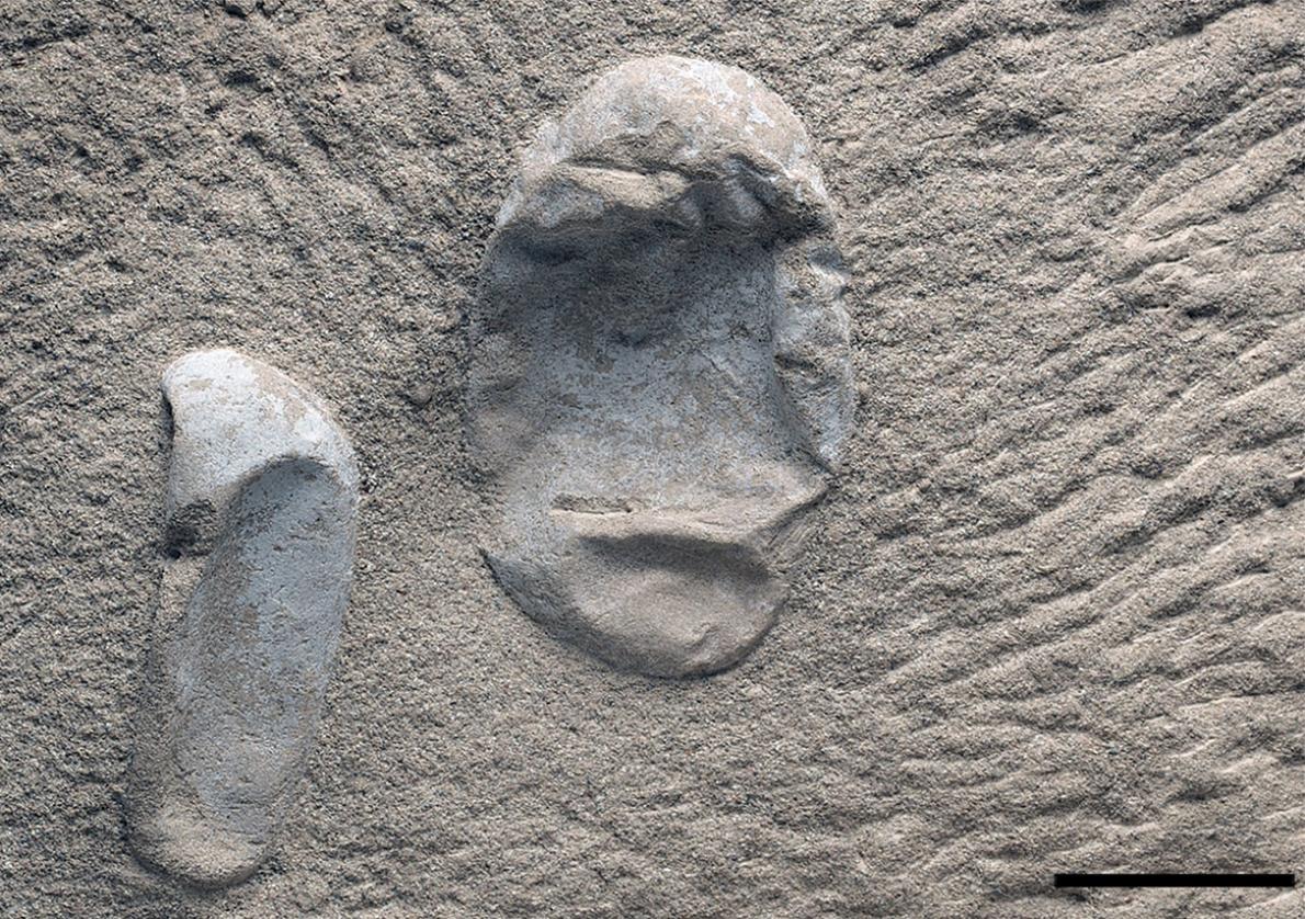史上最多、215個の翼竜の卵を発見、中国 | ナショナル ジオ 史上最多、215個の翼竜の卵を発見、中国 | ナショナル ジオ